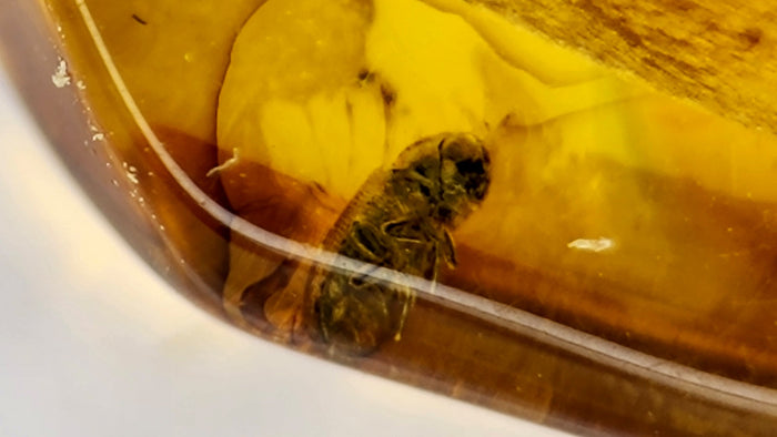 Natural Amber 68