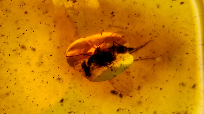 Natural Amber 76