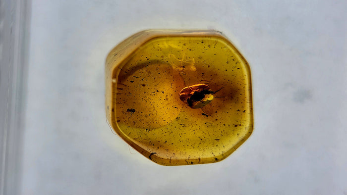 Baltic Amber 76