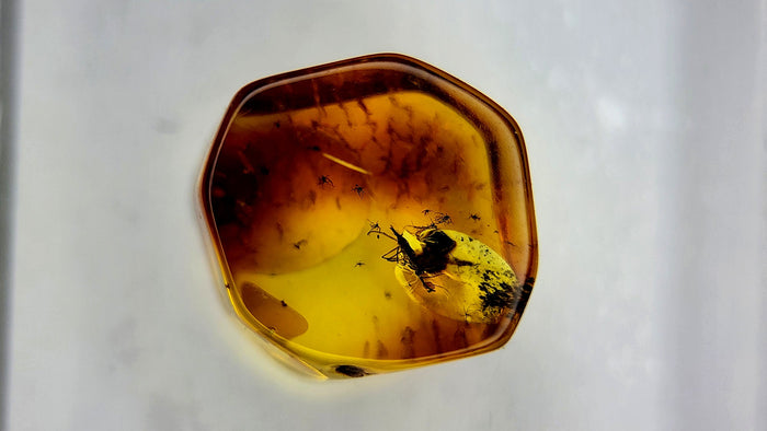 Baltic Amber 49