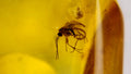 Natural Amber 33