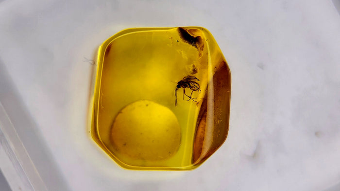 Baltic Amber 33