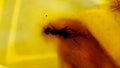 Natural Amber 35