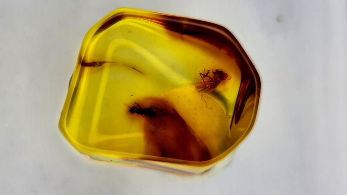 Baltic Amber 35