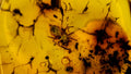 Natural Amber 48