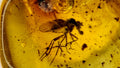 Natural Amber 73