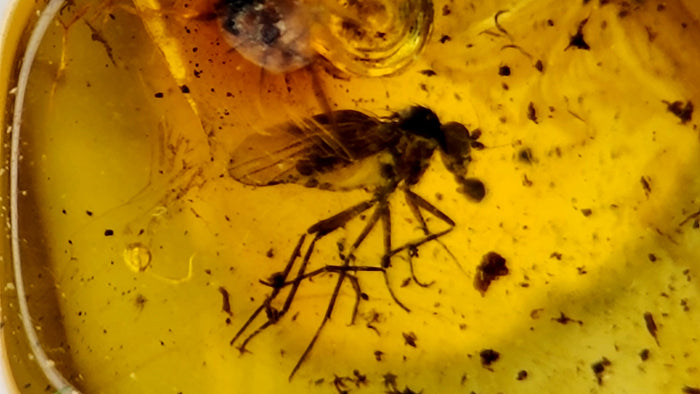 Natural Amber 73