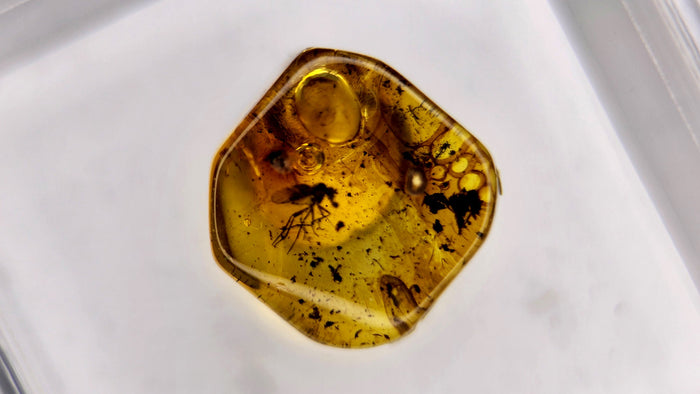 Baltic Amber 73