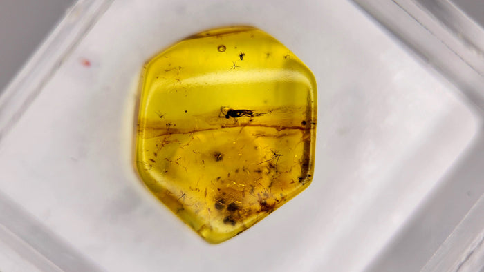 Baltic Amber 17