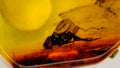 Natural Amber 66