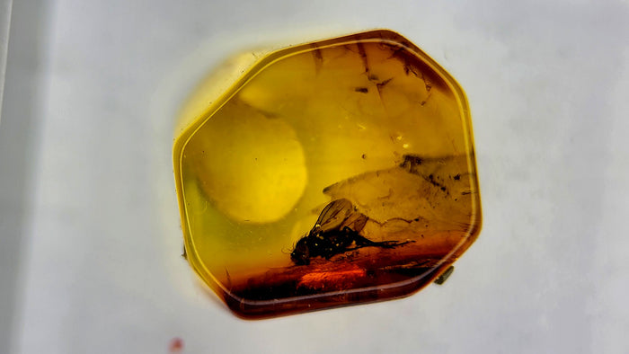 Baltic Amber 66