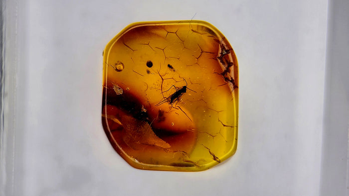 Baltic Amber 65
