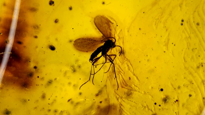 Natural Amber 37