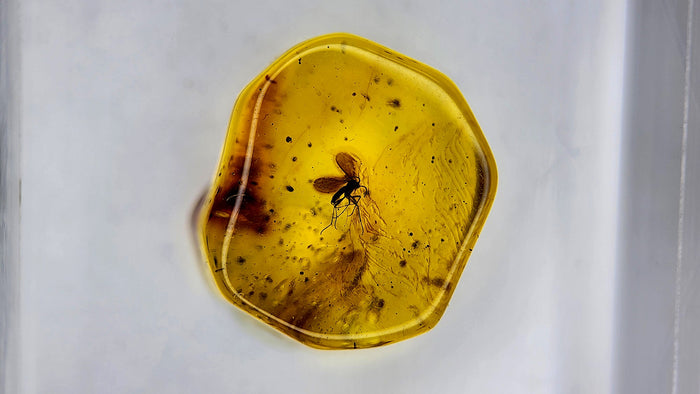 Baltic Amber 37
