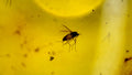 Natural Amber 16
