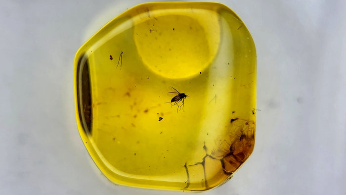 Insect Amber 16