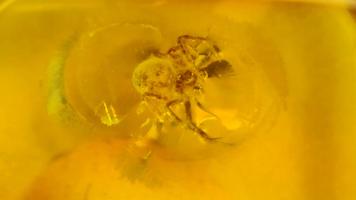 Natural Amber 14