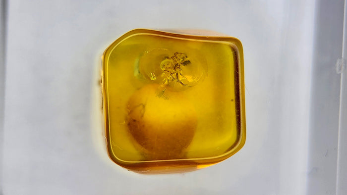 Baltic Amber 14