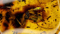 Natural Amber 7
