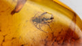 Natural Amber 82
