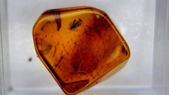 Baltic Amber 82