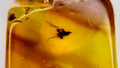 Natural Amber 51