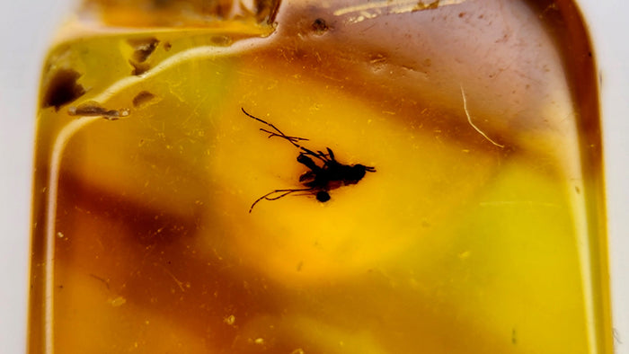 Natural Amber 51