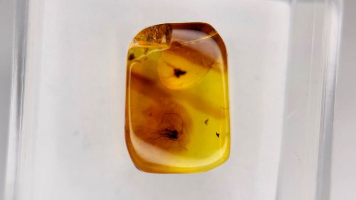 Baltic Amber 51