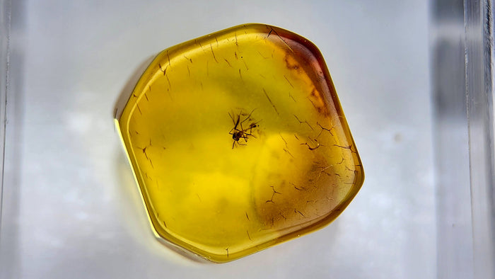 Baltic Amber 5