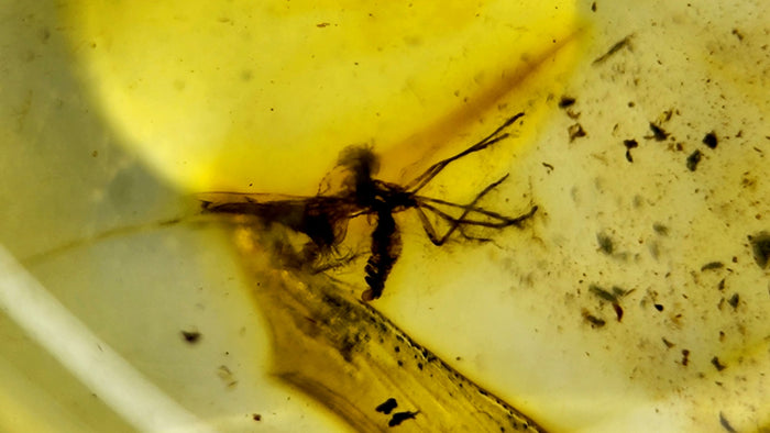 Natural Amber 39