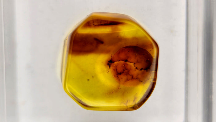 Baltic Amber 40