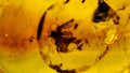 Natural Amber 69