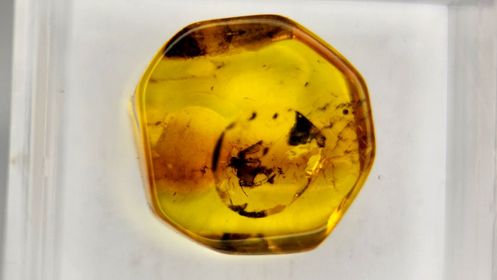 Baltic Amber 69