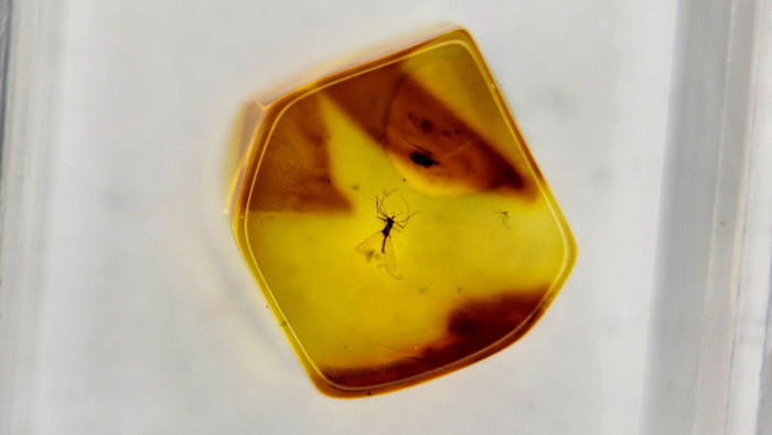 Baltic Amber 63