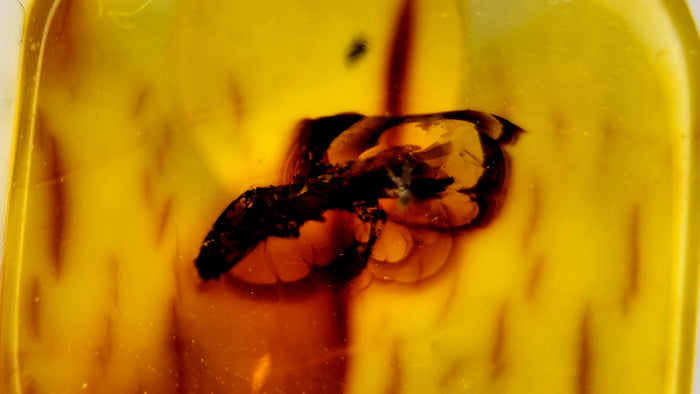 Natural Amber 78