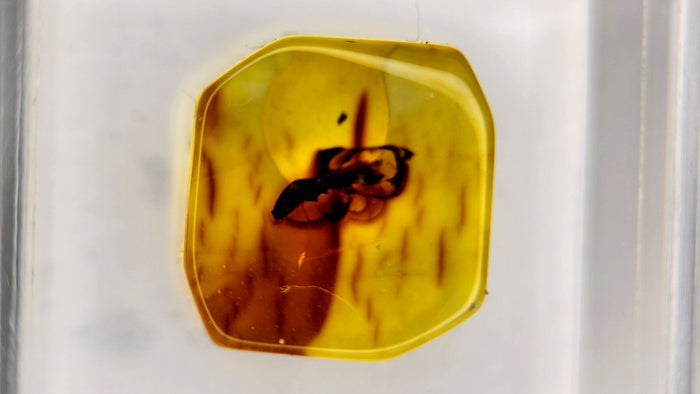 Baltic Amber 78