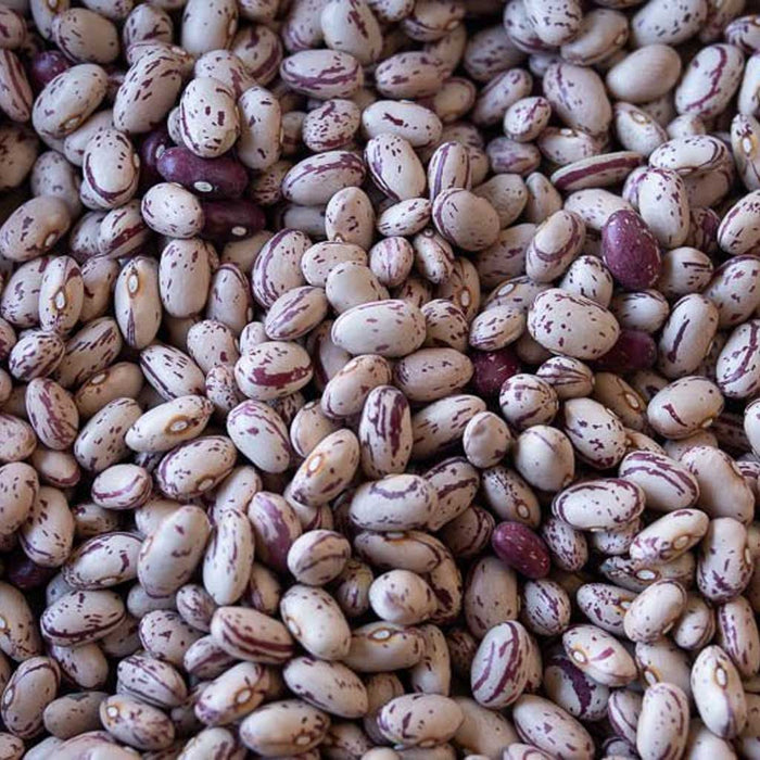 Close-up of cranberry beans
