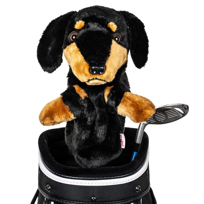 Dachshund