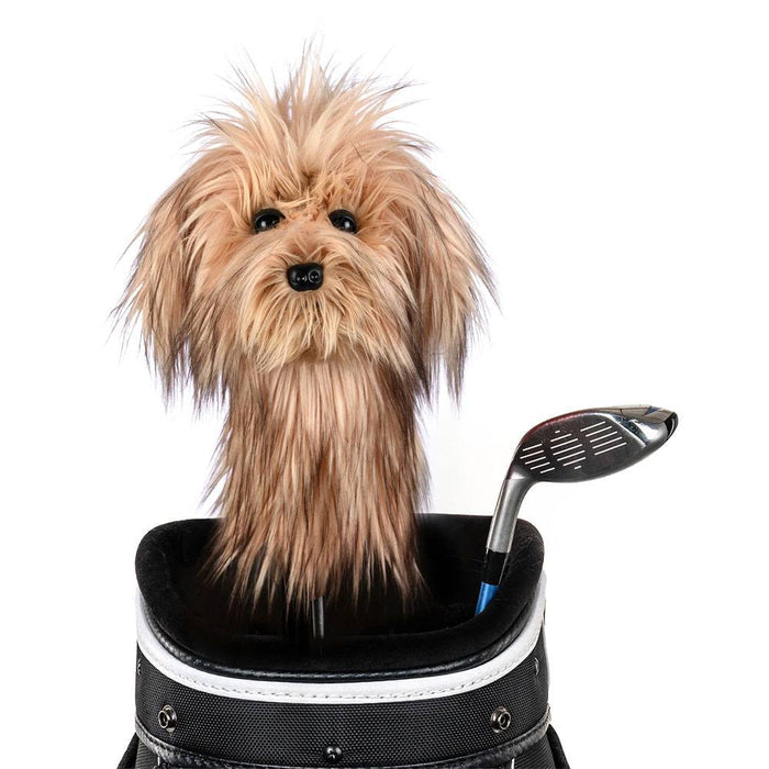 Scruffy Dog