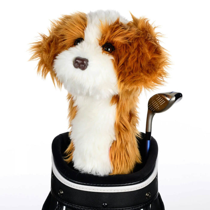 Cavapoo