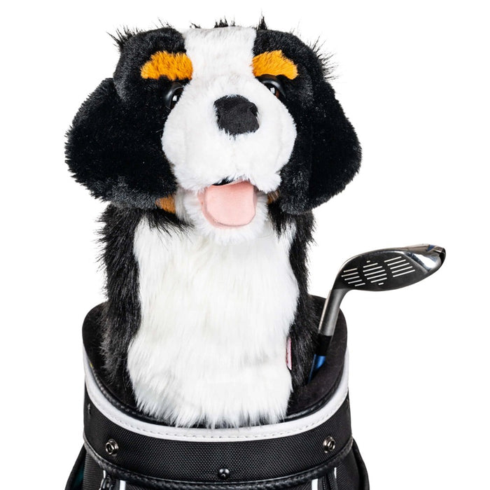 Bernese Mountain Dog