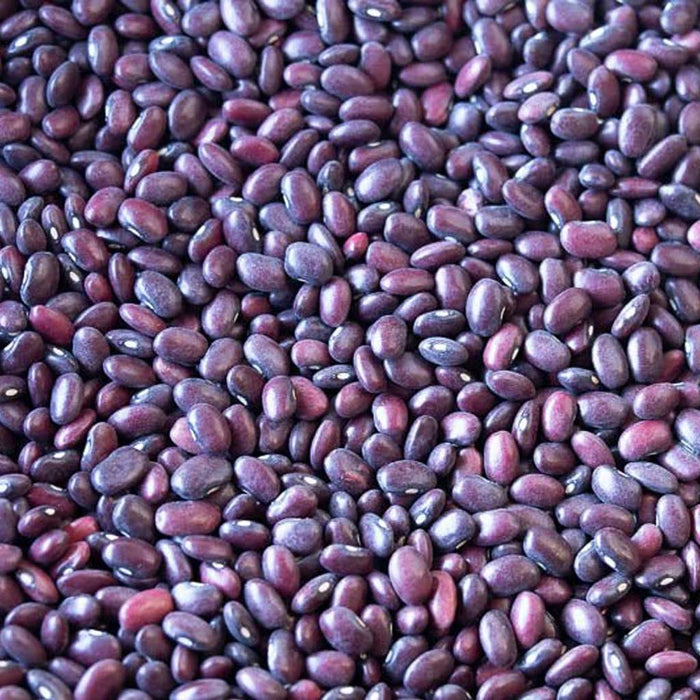 Close-up of Domingo Rojo red beans