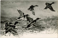 Mallard Ducks Nebraska B-29s Taking Off RPPC Vintage Bird Postcard 1946 L.L. Cooke